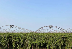 海南已成为种植黄金百香果的优势产区